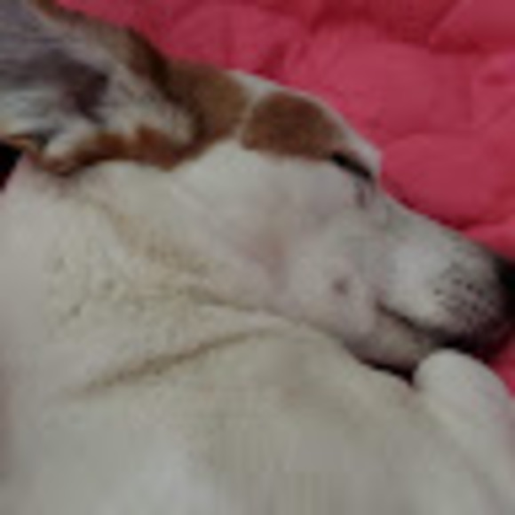 Meet your Posher, Crazy - Picture 1 of 1